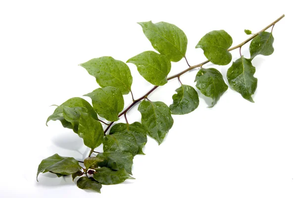 Rocío gotas en ramita de hojas de buganvillas — Foto de Stock