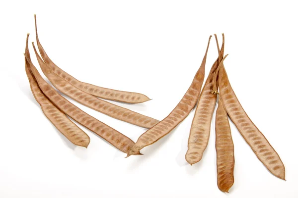 Eight Elongated Seed Pods Filled with Many Seeds — Stock fotografie