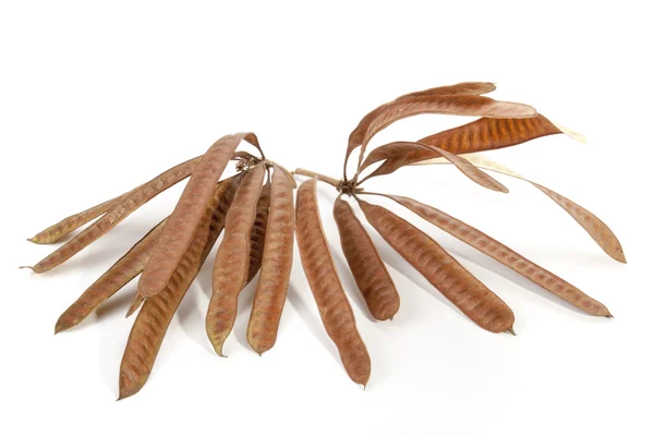 Twigs Containing Elongated Seed Pods Filled with Seeds — Stockfoto