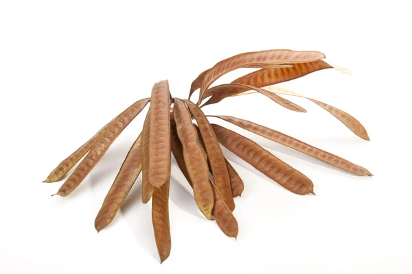 Twig Containing Cluster of Brown Elongated Seed Pods — ストック写真