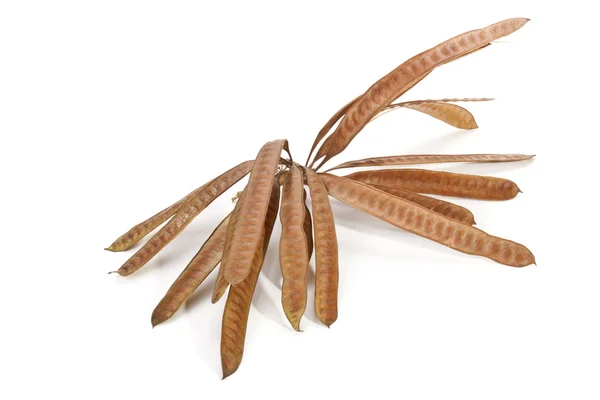 Twig Containing Cluster of Brown Unopened Seed Pods — Stock Photo, Image