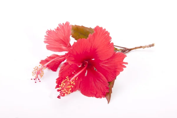 Stem of Red Hibiscus Flowers with Autumn Colored Leaves — Stock Photo, Image