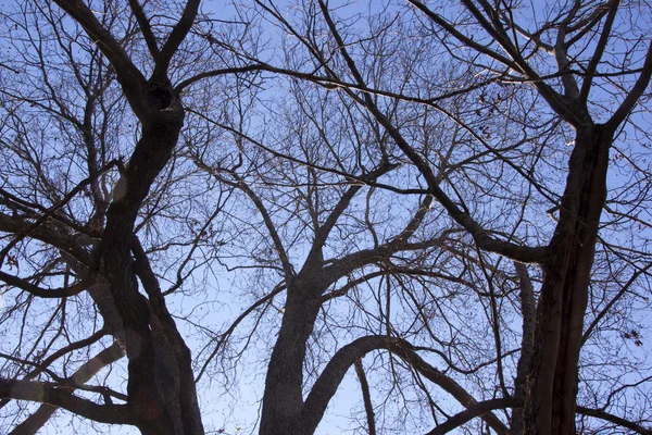 Silueta de árbol sin hojas contra el cielo azul —  Fotos de Stock