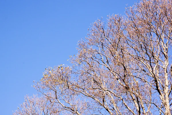 Ramas de árboles sin hojas contra el cielo azul claro de invierno —  Fotos de Stock