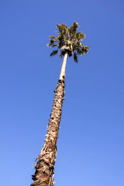 Palmera Alta Contra Cielo Azul Claro — Foto de Stock