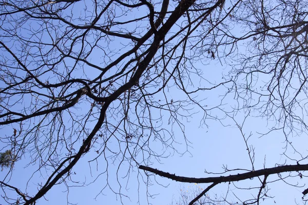 푸른 하늘에 대하여 Leafless가 나무의 — 스톡 사진