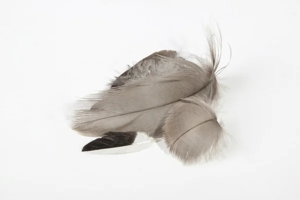 Four Small Fine Textured Grey Feathers on White — Stock Photo, Image
