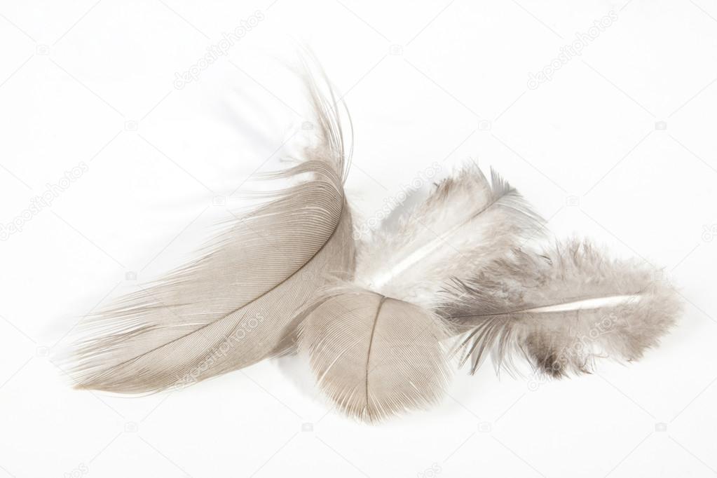 Four Fluffy Light Fine Textured Feathers on White
