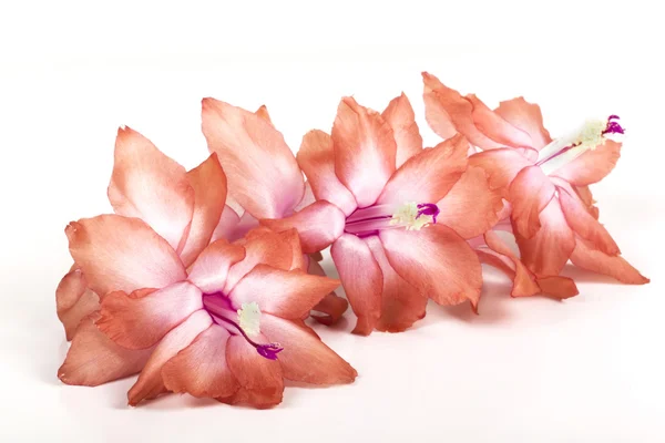 Three Beautiful Peach Colored Blooms of the Zygocactus — Stock Photo, Image