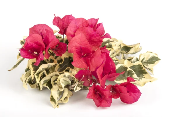 Röd Bougainvillea blommor med gröna och vita blad och brokiga — Stockfoto