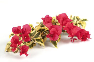 Yeşil ve beyaz Bougainvillea çiçek kırmızı çiçek ile kullanılan renkler