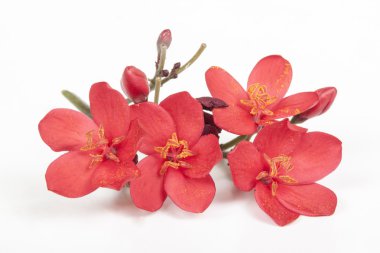 Polen yaprakları üzerinde küçük kırmızı çiçekler lekeleri