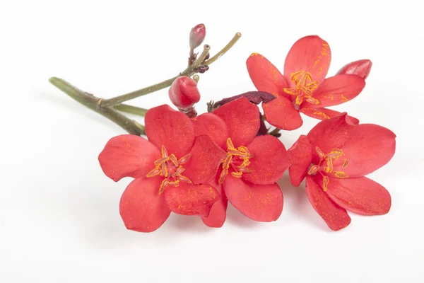 Brindille de petites fleurs rouges avec pollen sur les anthères — Photo
