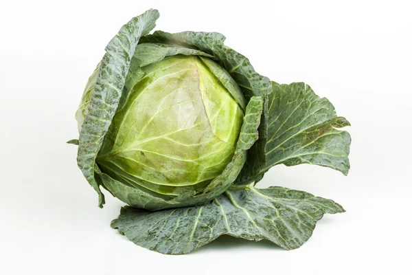 Freshly Picked Cabbage with Tight Folded Leaves — Stock Photo, Image