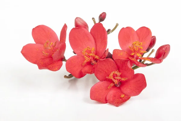 Tiny Red Flowers with Pollen on the Anthers — Stock Photo, Image