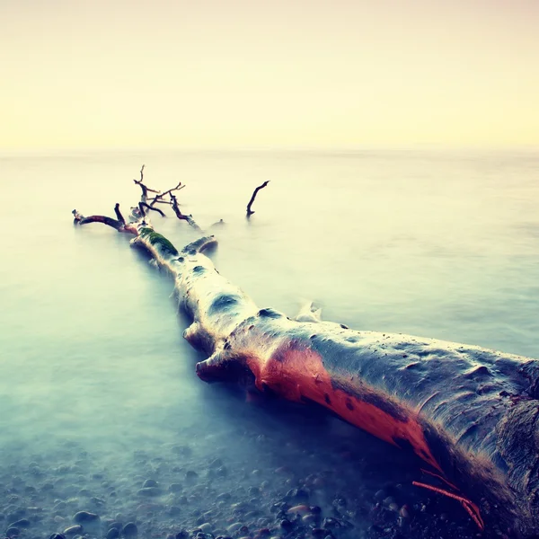 Hora romántica del atardecer. Árbol solitario caído en la costa pedregosa vacía. Árbol de la muerte con ramas en el agua, raíces desnudas en la playa . — Foto de Stock