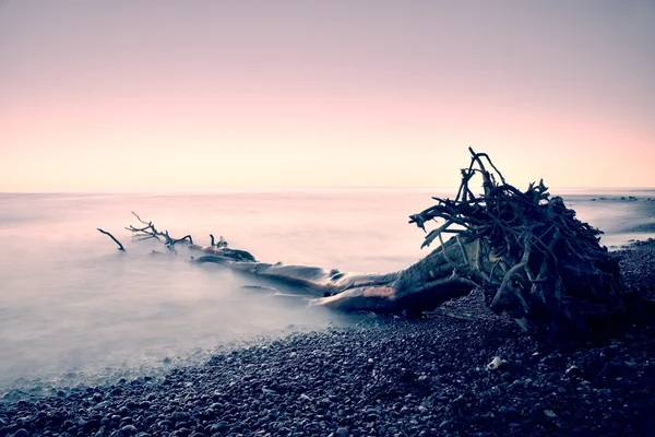 Romantische zonsondergang tijd. Eenzame omgevallen boom op lege steenachtige kustlijn. Dood boom met takken in water, naakte wortels op strand. — Stockfoto