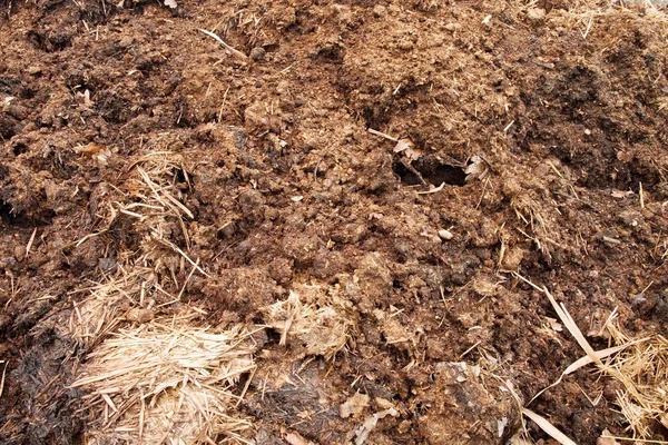 牛の糞から天然肥料 — ストック写真