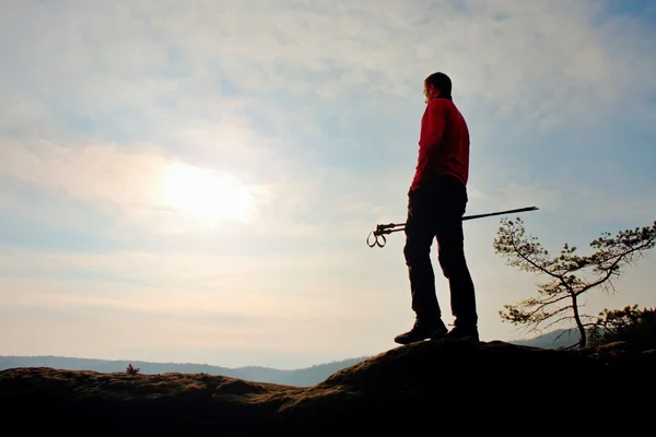 Homem caminhante com postes de trakking stand em montanha pico de rocha. Pequeno pinheiro bonsai árvore cresce em rocha, dia de primavera — Fotografia de Stock