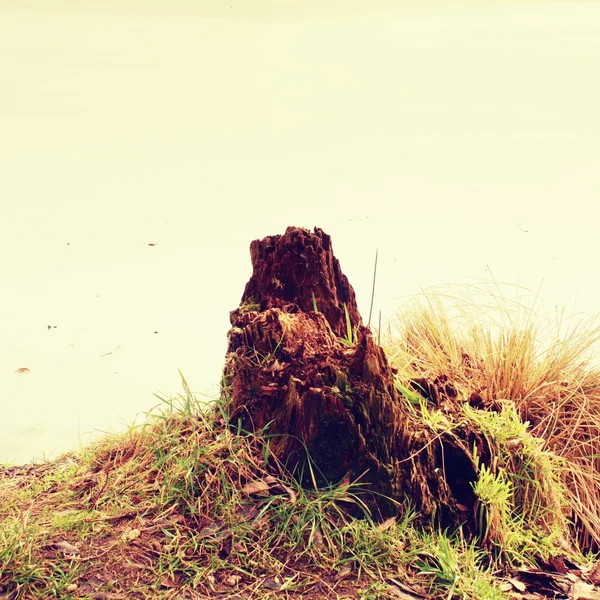 Rotten stump covered with moss at pond bank. Ice on frozen pondlevel — Stock Photo, Image