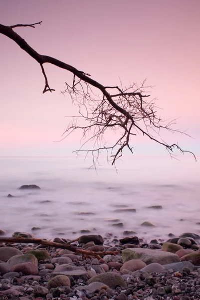 Romantik sabah. Kıvrık ağaç deniz seviyesinden dalgalar kayalar üzerinden yapışkanlık dışarı pürüzsüz. Pembe ufuk — Stok fotoğraf