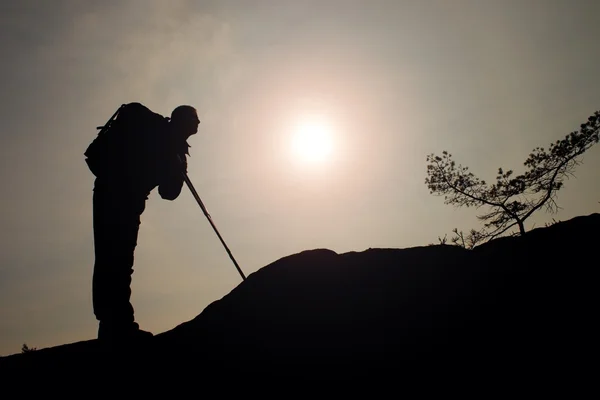 Man hiker with trekking poles stand on mountain peak rock. Small pine bonsai tree grows in rock, spring sunny day — Stock Photo, Image