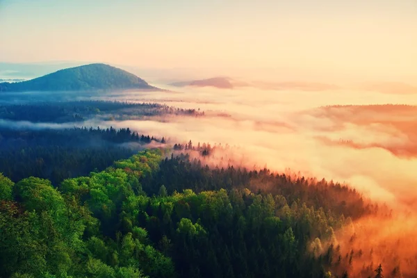 Nebliger Tagesanbruch in einem wunderschönen Hügelland. Berggipfel ragen aus dem nebligen Hintergrund, der Nebel ist durch Sonnenstrahlen gelb und orange. Der Nebel schwingt zwischen den Bäumen. — Stockfoto