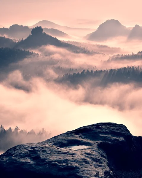 Dromerige mistige boslandschap. Majestic pieken van oude bomen knippen verlichting mist. Diepe vallei staat vol met kleurrijke mist — Stockfoto