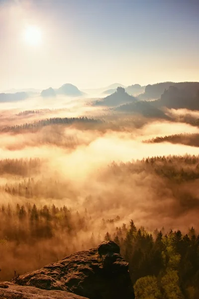 夢のような霧の森の風景です。マジェスティックのピークの古い木照明霧をカットします。カラフルな霧の深い谷が多い — ストック写真
