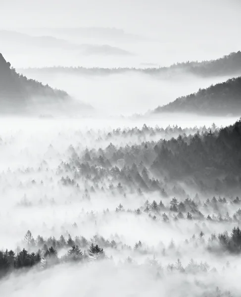 Paysage forestier brumeux de rêve. Des sommets majestueux de vieux arbres coupent la brume lumineuse. La vallée profonde est pleine de brouillard coloré — Photo