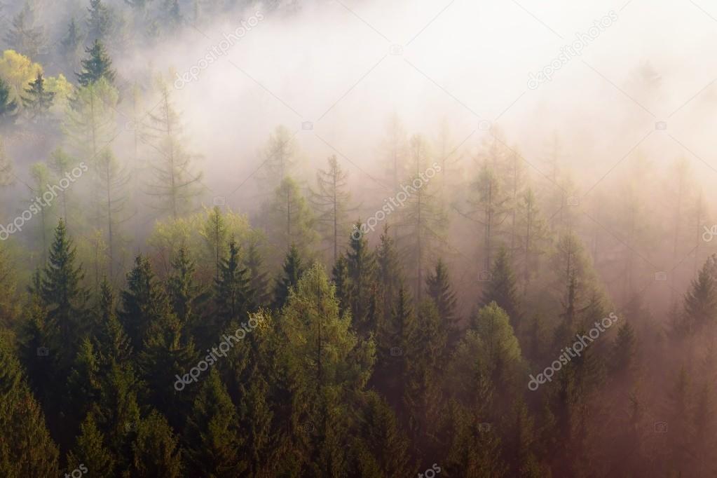 Dreamy misty forest  landscape. Majestic peaks of old trees  cut lighting mist. Deep valley is full of colorful fog