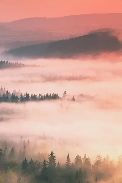 Dreamy misty forest  landscape. Majestic peaks of old trees  cut lighting mist. Deep valley is full of colorful fog — Stock Photo, Image