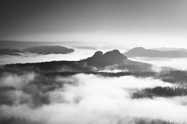 Berömda våren vädret i nauture inom inversion. Treetops ökade från krämig dimma. — Stockfoto