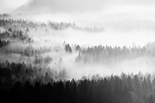 著名的春天的天气在印刷内反演。树梢上增加从乳白色的浓雾里. — 图库照片