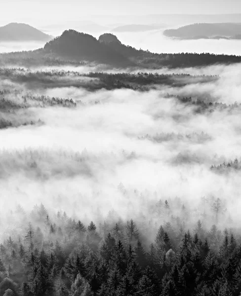 Berühmtes Frühlingswetter im Umkehrschluss. Baumwipfel aus cremigem Nebel. — Stockfoto