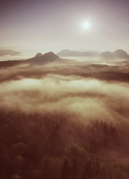 Paisagem de floresta nebulosa sonhadora. Majestosos picos de árvores antigas cortam névoa de iluminação. Vale profundo está cheio de nevoeiro colorido — Fotografia de Stock