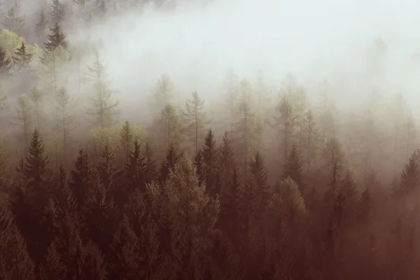 Drömmande dimmiga skogslandskap. Majestätiska toppar av gamla träd skära belysning dimma. Djupa dalen är full av färgglada dimma — Stockfoto