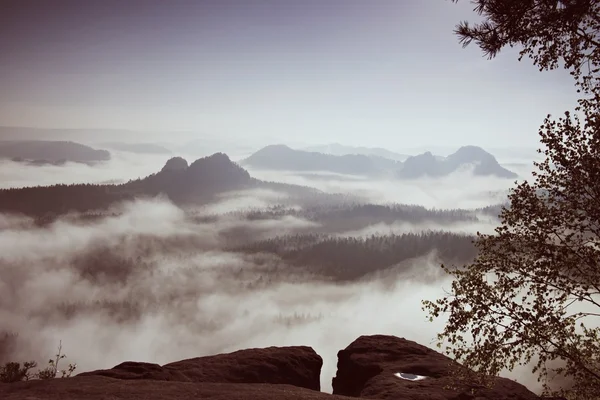 Fantastischer Tagesanbruch nach verregneter Nacht. Blick durch Bäume in ein tiefes Nebeltal bei Tagesanbruch. neblig-nebliger Morgen auf dem Sandstein-Aussichtspunkt im Nationalpark Sächsische Schweiz in Deutschland. — Stockfoto