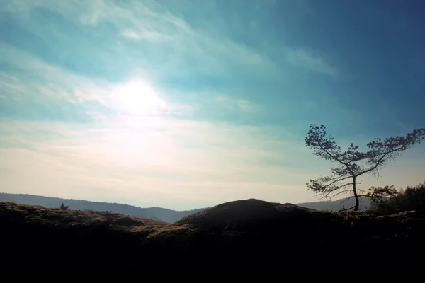 Wild bonsai of pine on sandstone rocks. Blue mist in valley below. — Stock Photo, Image