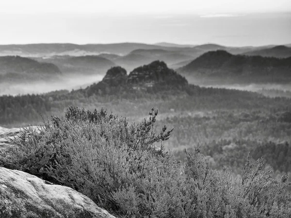 Pink red blooming of heather bush on cliff  in the summer. Misty valley bellow. — Stockfoto