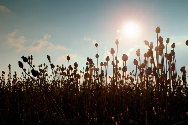 ポピーの頭の夕方のフィールドです。乾燥したフィールドの花、背景の太陽をホット — ストック写真