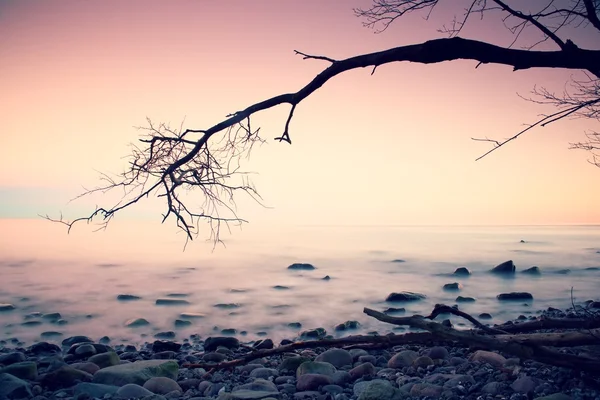 Romantische kleurrijke zonsondergang op golvende zee. Stenige strand met boom en roze sky in water spiegel — Stockfoto