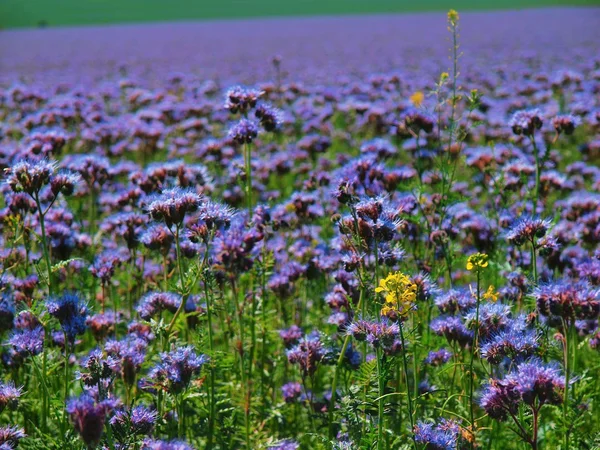 Campo de Tansy roxo no campo no dia quente do verão. Flores roxas azuis verdes em flor — Fotografia de Stock