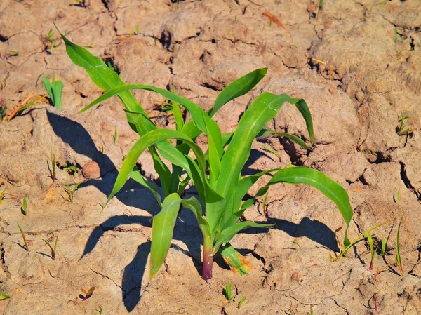 De maïs plant. Droge gebarsten klei met laatste groene bloem. — Stockfoto