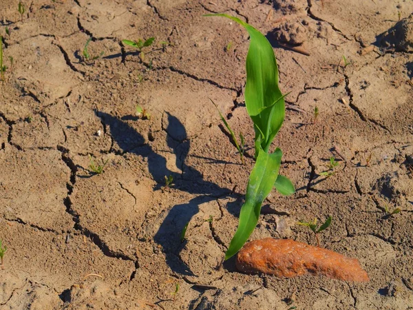 La pianta di mais. argilla crepa secca con ultimo fiore verde . — Foto Stock