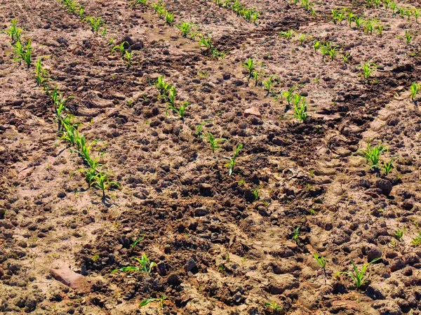 Tanaman jagung. Kering tanah liat dengan bunga hijau terakhir . — Stok Foto