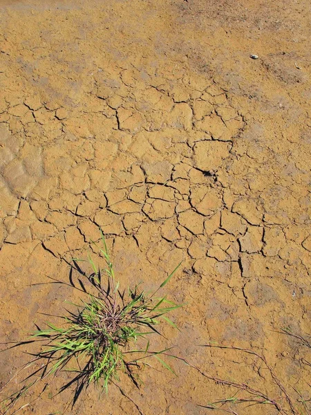 Dry cracked clay of wheat field. Dusty cracked ground — Stock Photo, Image