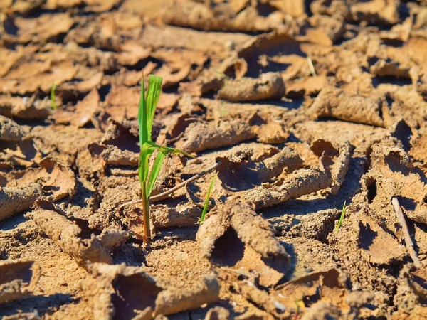 Tanah liat kering retak ladang gandum. Tanah berdebu retak — Stok Foto