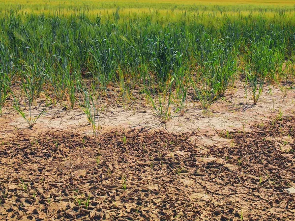 Kering tanah liat retak di sudut ladang gandum. Rusak dalam retakan berdebu dan bunga layu . — Stok Foto