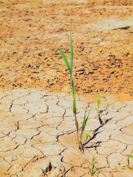 Суха тріщина пшеничного поля. Пиловий тріснутий грунт — стокове фото